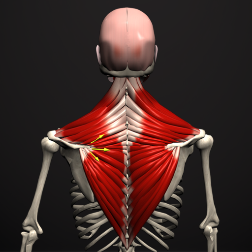 Anatomy by Muscle & Motion PC