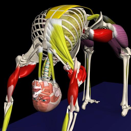 Yoga Anatomy PC