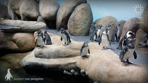 Pocket Penguins PC