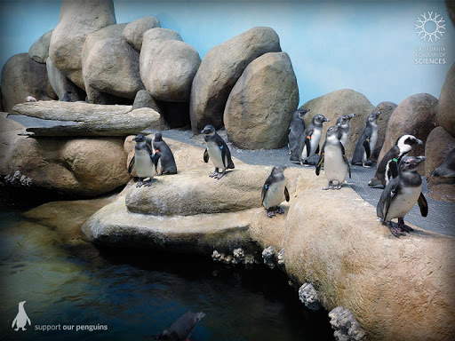 Pocket Penguins PC