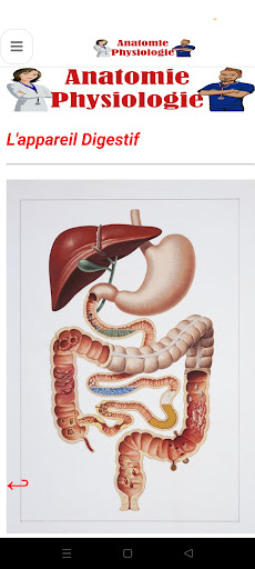 Anatomie - Physiologie