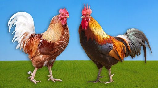 مرغ کے بانگ کی آواز پی سی