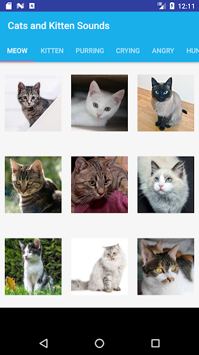 Cats and Kittens Sounds PC