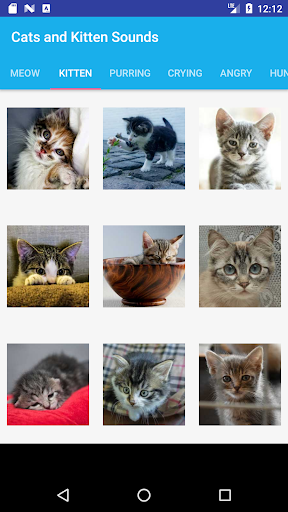 Cats and Kittens Sounds PC