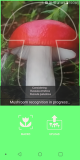 Mushrooms app PC