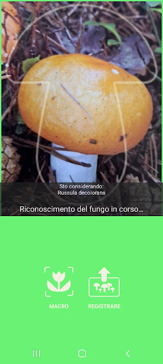 A funghi