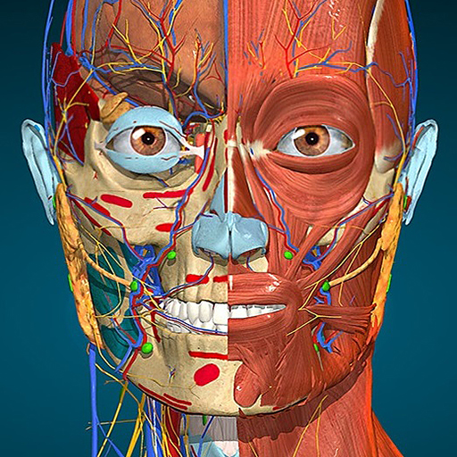 Anatomy Learning - 3D解剖学