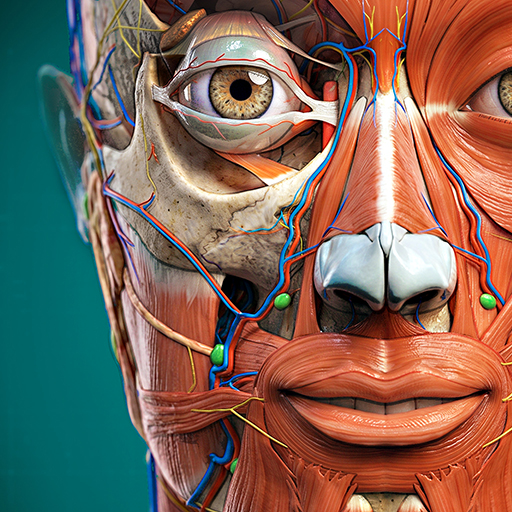 Anatomy Learning - Anatomia 3D