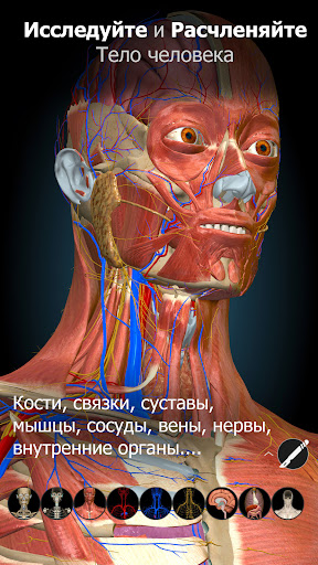 Anatomy Learning - 3D анатомия ПК