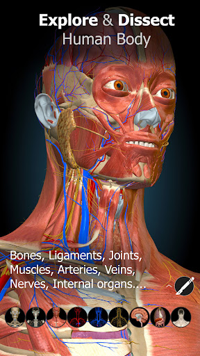 Anatomy Learning - Anatomía 3D