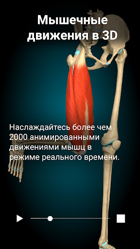 Anatomy Learning - 3D анатомия ПК