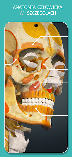 Anatomy Learning - Anatomia 3D