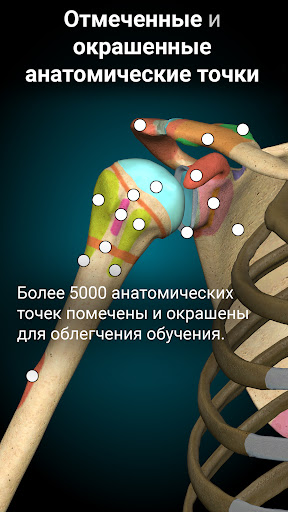 Anatomy Learning - 3D анатомия ПК