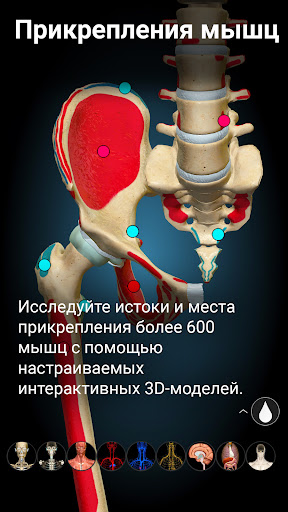 Anatomy Learning - 3D анатомия ПК