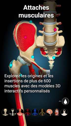 Anatomy Learning - Anatomie 3D PC