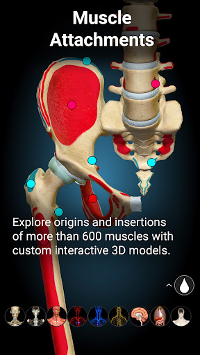 Anatomy Learning - 3D Anatomy ?? ??