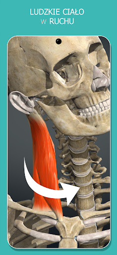 Anatomy Learning - Anatomia 3D
