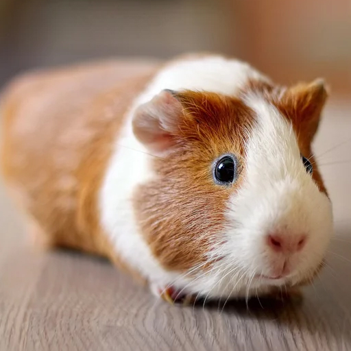 Guinea Pig Wallpapers電腦版