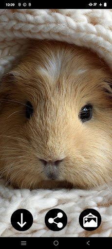 Guinea Pig Wallpapers電腦版