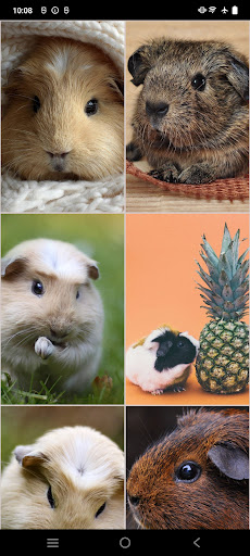 Guinea Pig Wallpapers電腦版