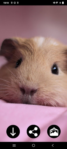 Guinea Pig Wallpapers電腦版