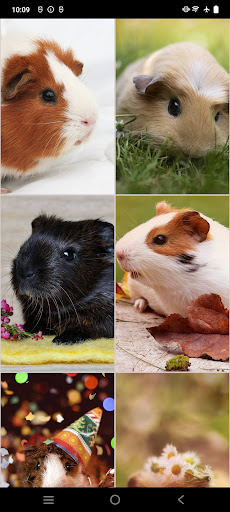 Guinea Pig Wallpapers電腦版