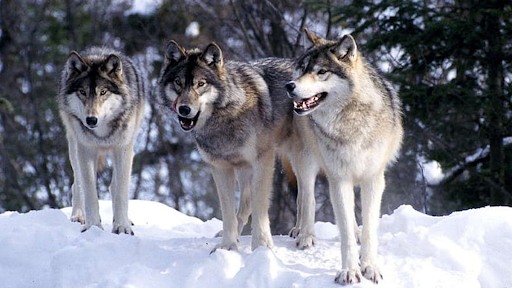 Wolf-spellen dierensimulator PC