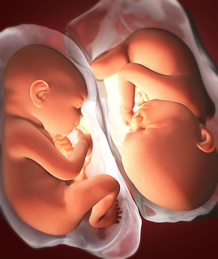 Pregnancy Week by week PC