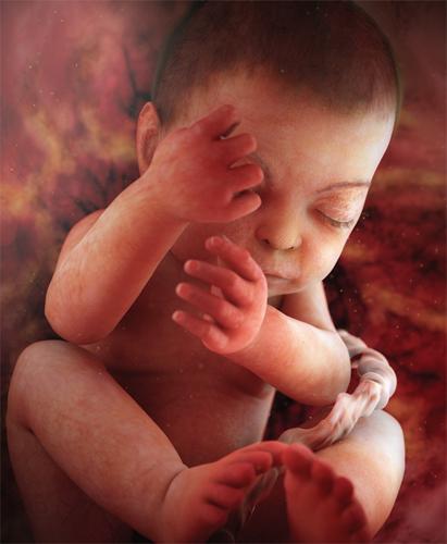 Pregnancy Week by week PC