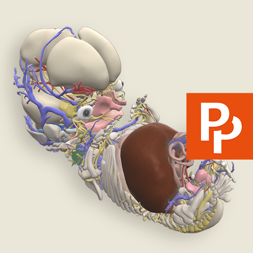 Primal's 3D Embryology ?? ??