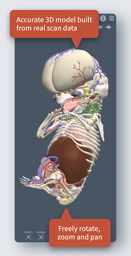 Primal's 3D Embryology ?? ??