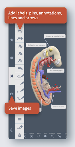 Primal's 3D Embryology ?? ??