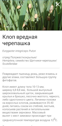 АгроСигнал. Скаутинг ПК