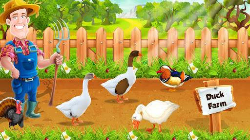 Duck Farm Eggs Chicken Poultry