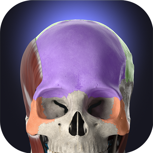 Anatomyka - 3D Anatomy Atlas الحاسوب