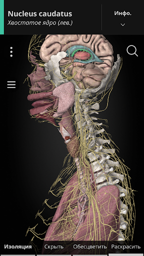 Anatomyka - 3D анатомия ПК