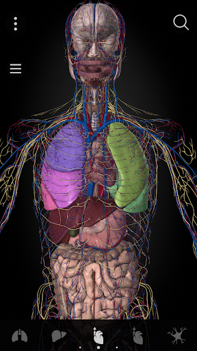 Anatomyka - 3D Anatomy Atlas الحاسوب