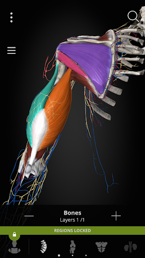 Anatomyka - 3D Anatomy Atlas الحاسوب