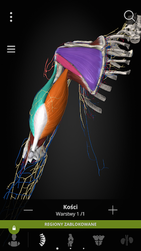 Anatomyka - Anatomia 3D PC