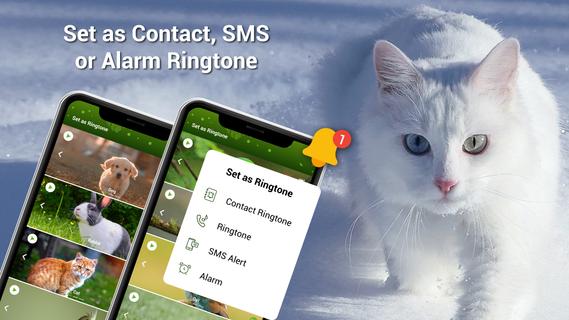 Animal Ringtones - Birds Sound PC