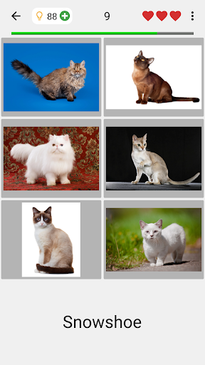 Cats Quiz Guess Popular Breeds