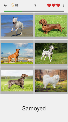 Dogs Quiz - Guess All Breeds! PC