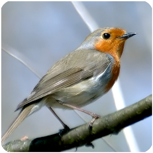 Birds Sounds for Bird PC