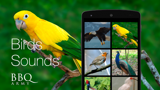 Birds Sounds for Bird PC