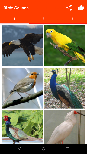 Birds Sounds for Bird PC