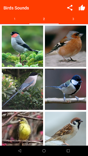 Birds Sounds for Bird PC