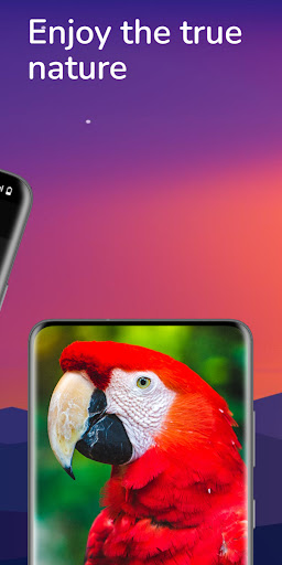 پرندوں کی رنگ ٹونز:  گانے پی سی