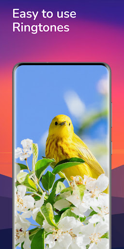 پرندوں کی رنگ ٹونز:  گانے پی سی