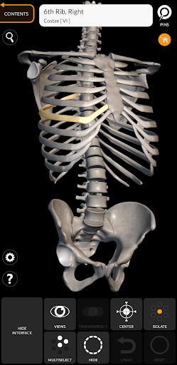 Skeleton | 3D Anatomy الحاسوب