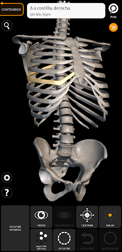 Esqueleto | Anatomía 3D PC